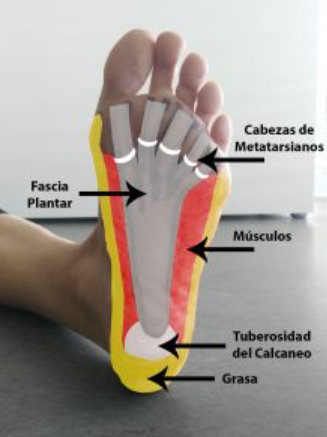 la fascia plantar